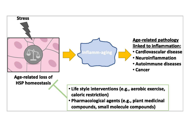 Give Aging a Little Shock with Heat Shock Proteins