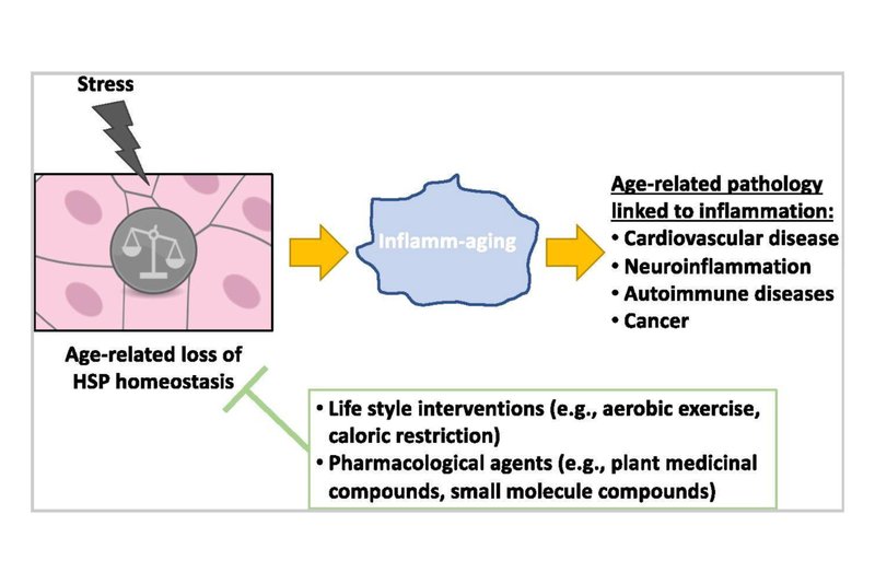 Give Aging a Little Shock with Heat Shock Proteins