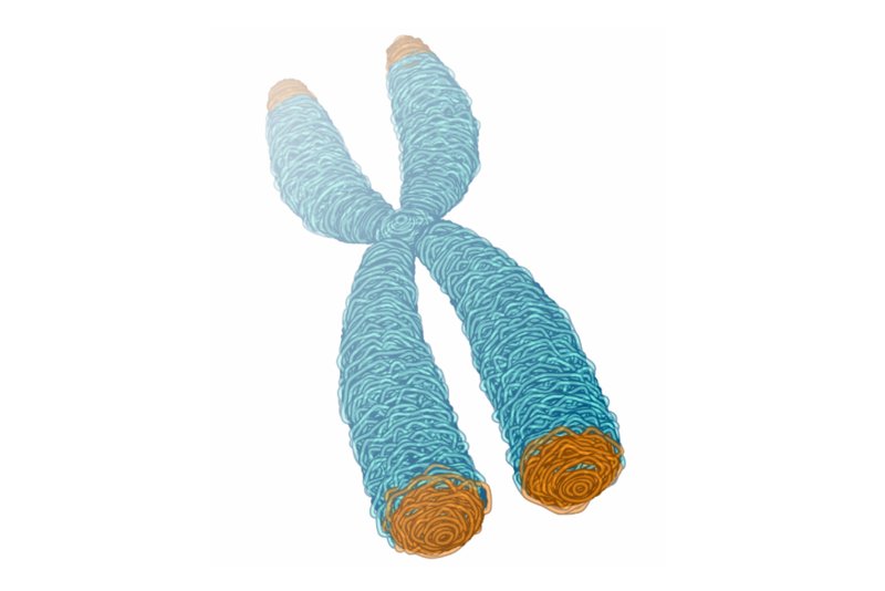 The Telomere Age Theory